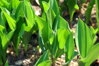 Natychmiast usuń z ogrodu! Ten piękny kwiat jest silnie trujący