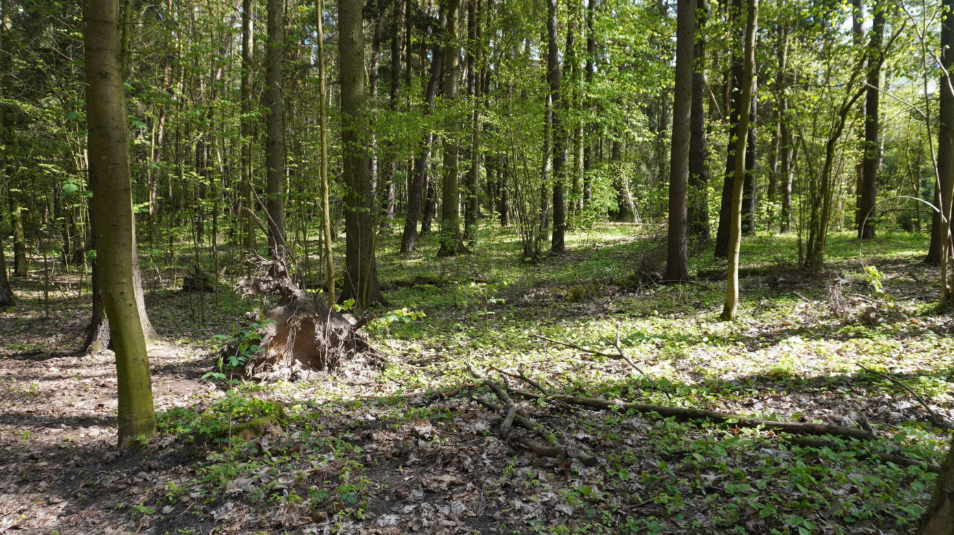 Leży w pobliżu centrum Olsztyna i wygląda bajecznie wiosną. Zobacz piękny rezerwat Mszar [ZDJĘCIA]