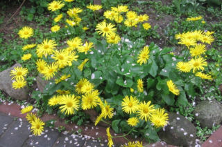 Omieg wschodni = Omieg kaukaski - Doronicum orientale