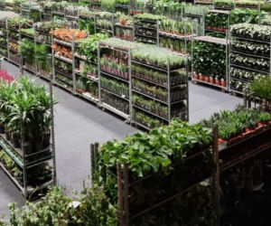 Prawdziwa gratka dla miłośników zieleni