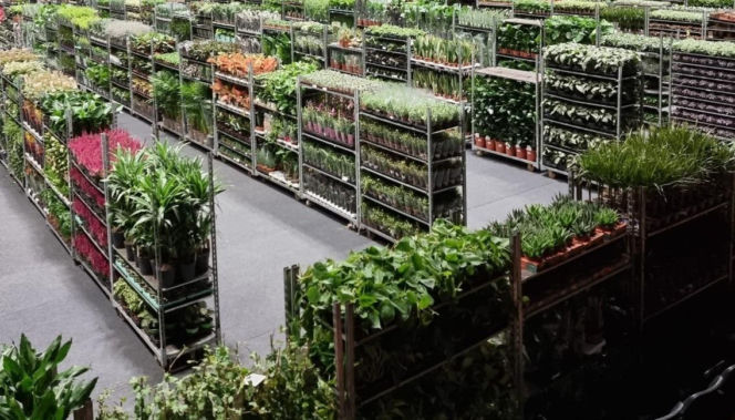 Prawdziwa gratka dla miłośników zieleni