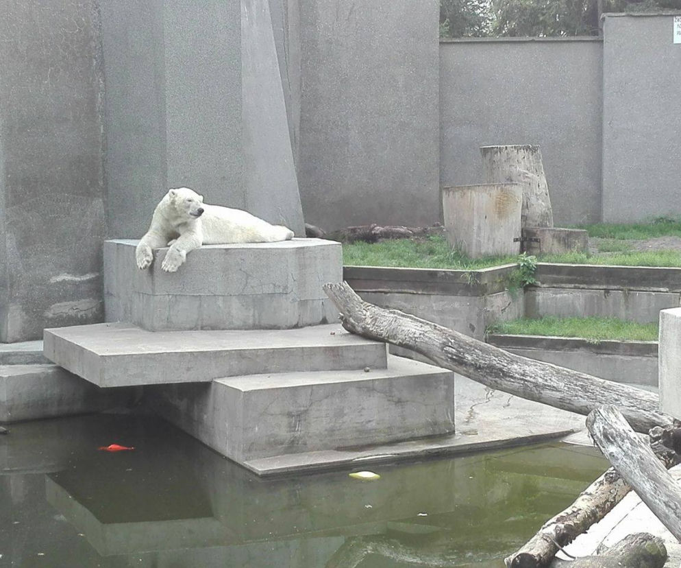 Biały miś w warszawskim ZOO