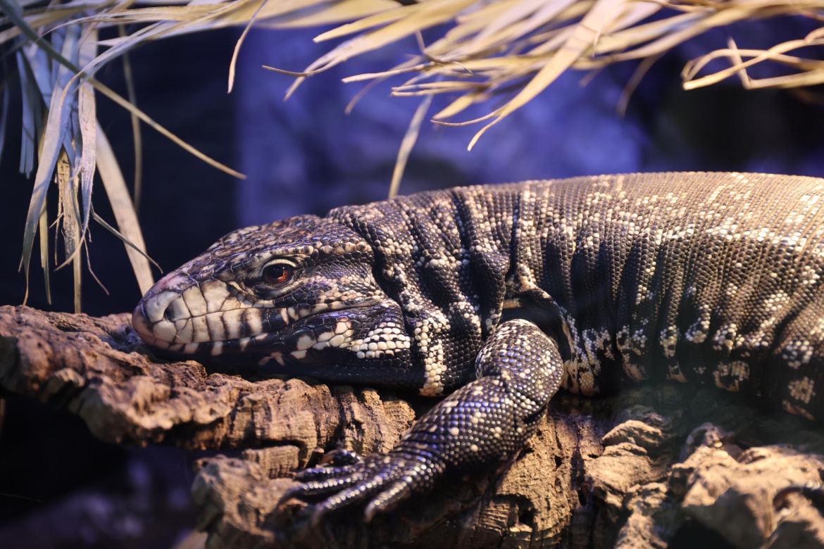 Zoopark 2024 w Lublinie. Można podziwiać wiele gatunków zwierząt
