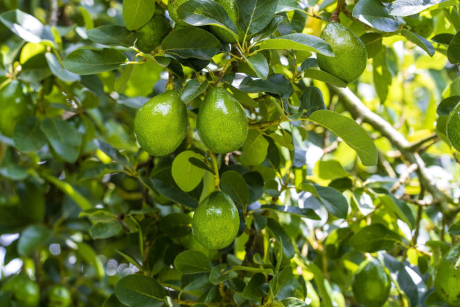 Awokado