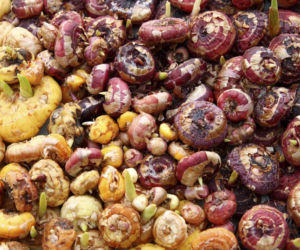 cebulki