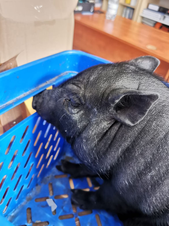 Świnka "Pumba" zostawiona w oknie życia