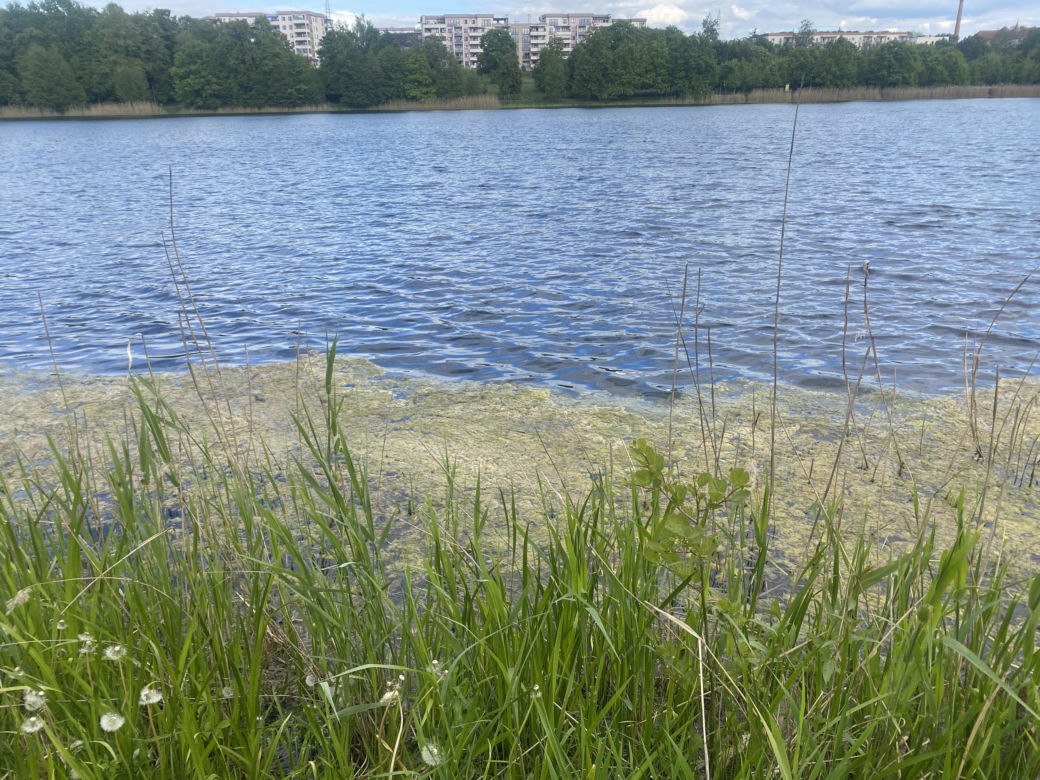 Moczarka nad jeziorem Długim - 2024