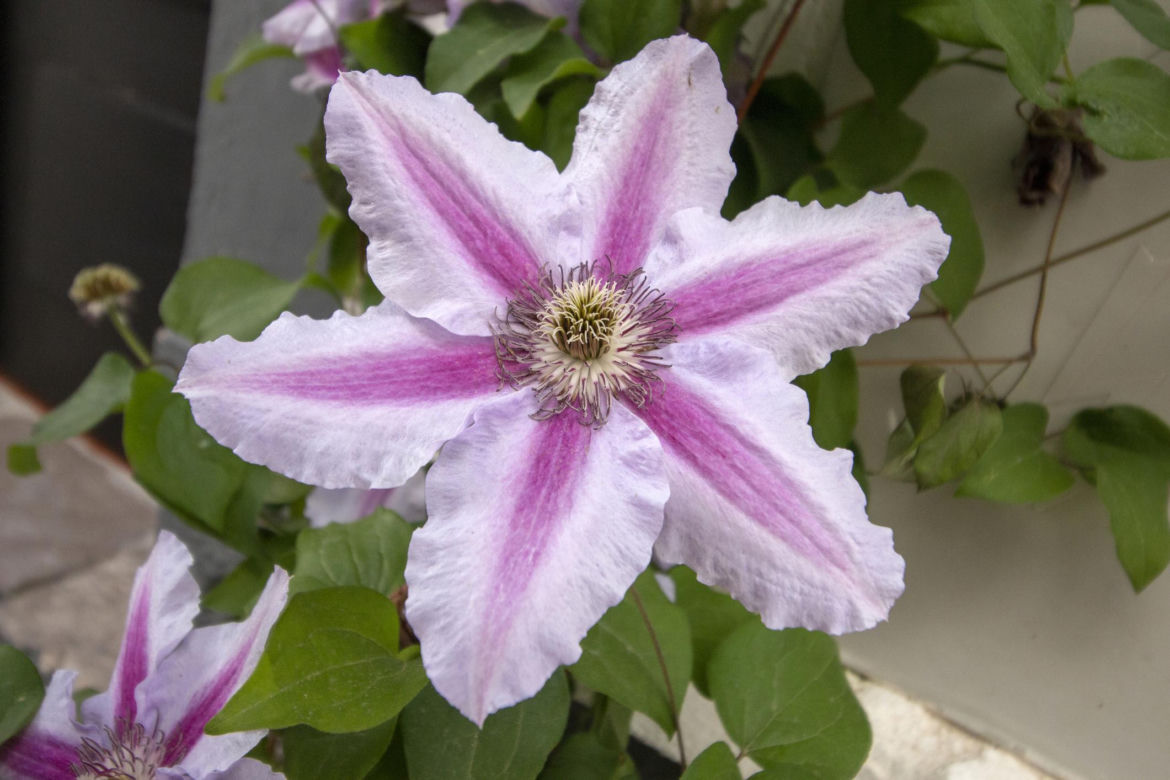 Powojnik (Clematis)