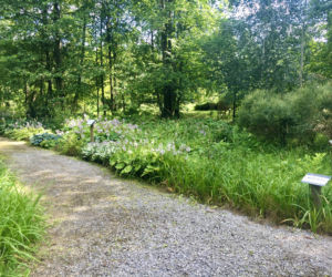 Arboretum w Marculach