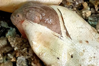 Te maluchy przyszły na świat w warszawskim ZOO w 2025 roku