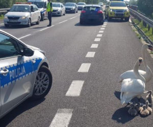 Policjanci eskortowali łabędzie