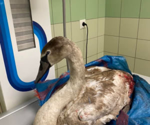 Łabędź Odi ranny po walce z innym ptakiem