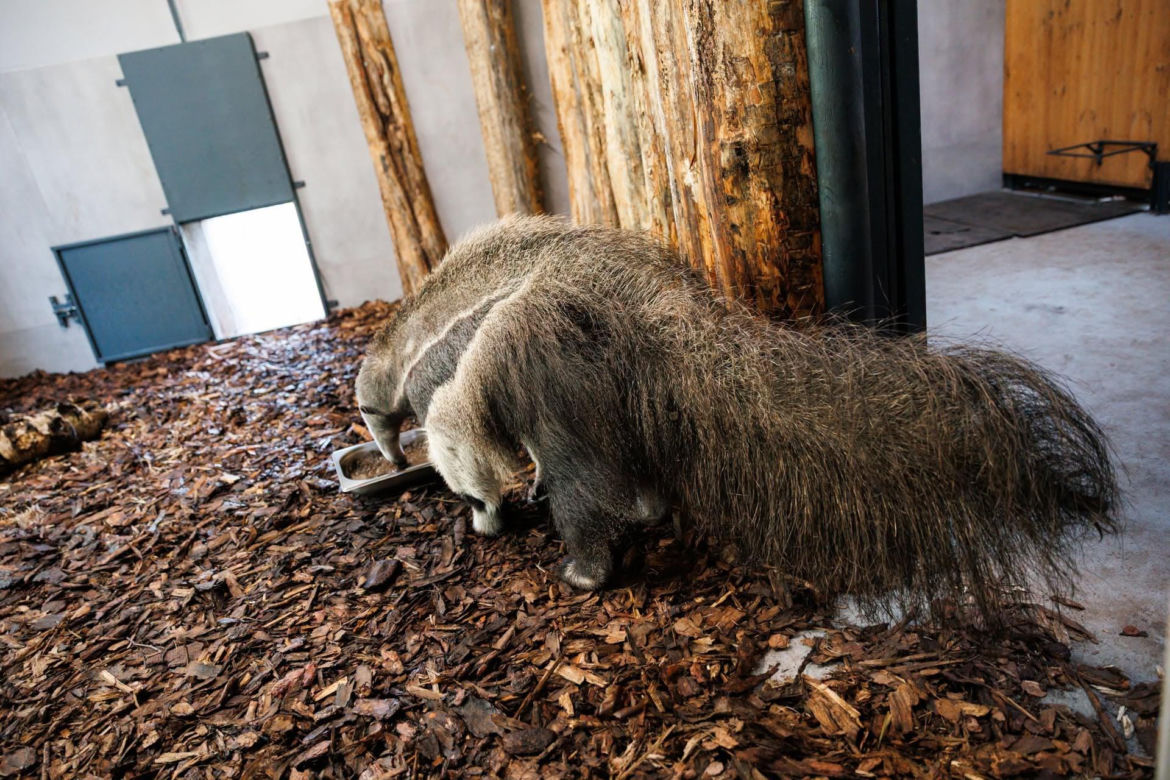 Język dłuższy niż szczęka i 150 ruchów na minutę! Niezwykłe zwierzęta w poznańskim zoo