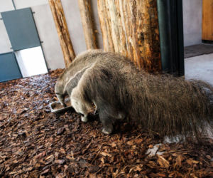 Język dłuższy niż szczęka i 150 ruchów na minutę! Niezwykłe zwierzęta w poznańskim zoo