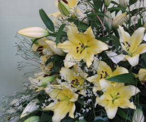 Lilia 'Baruta'