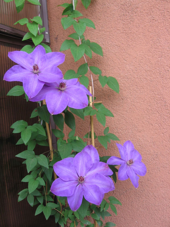 Powojnik 'Xerxes'
