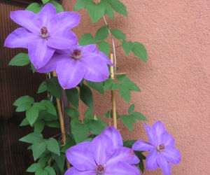 Powojnik 'Xerxes'