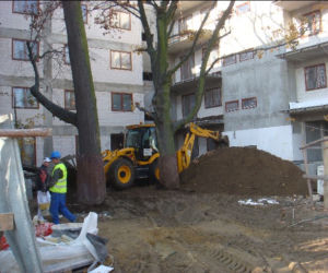 Drzewa w mieście. Ochrona drzew