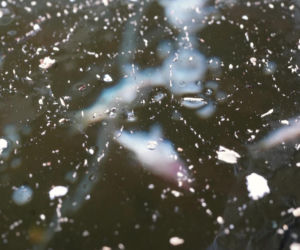 Rybi dramat w Białymstoku. Tysiące martwych ryb pod lodem