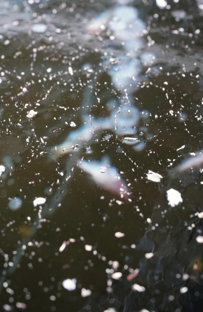 Rybi dramat w Białymstoku. Tysiące martwych ryb pod lodem