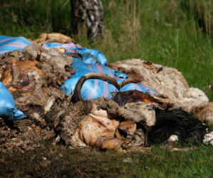SZOK! Czaszki, ogony, kopyta. Cmentarzysko ze ZWŁOKAMI ZWIERZĄT w Śląskiem