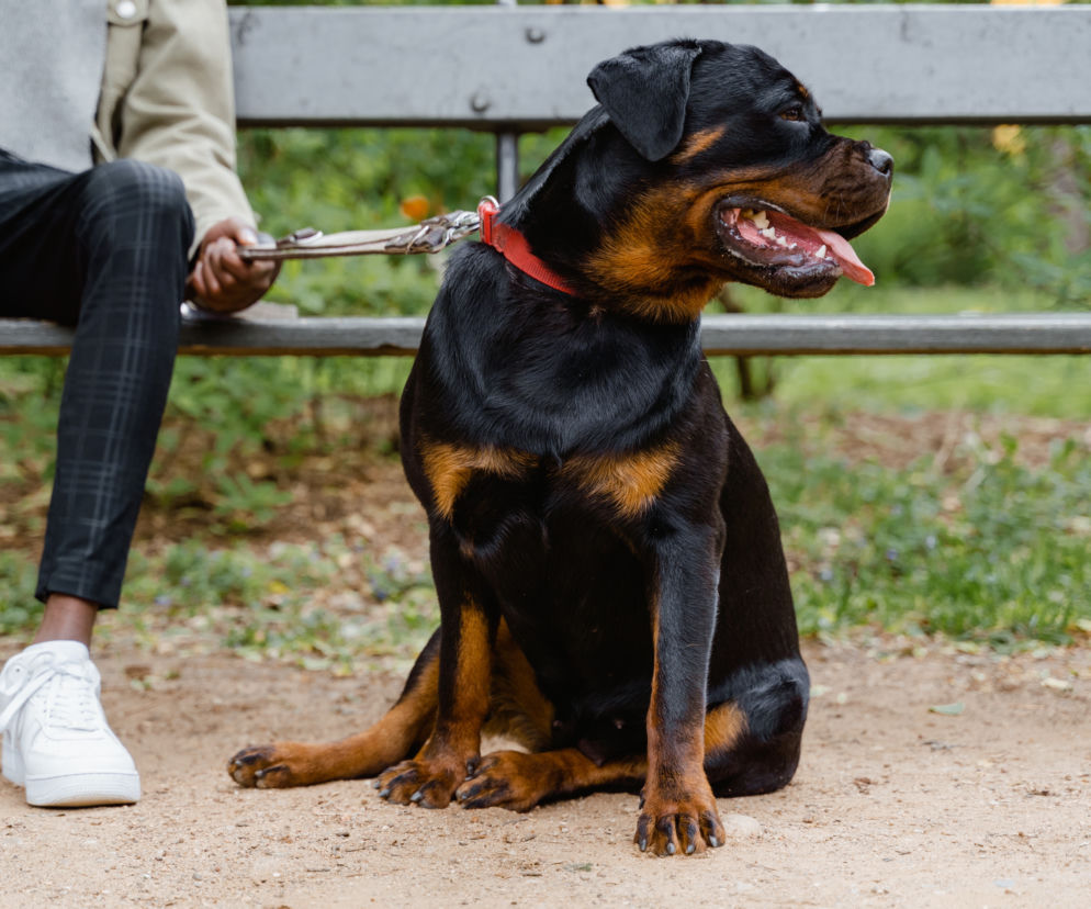 Rottweiler