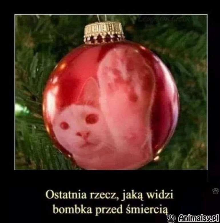 Śmieszne obrazki, które rozbawią każdego