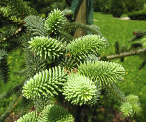 Jodła hiszpańska 'Kelleris'