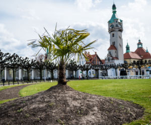 Palmy w Sopocie, zachęcają do spacerów [ZOBACZ ZDJĘCIA]