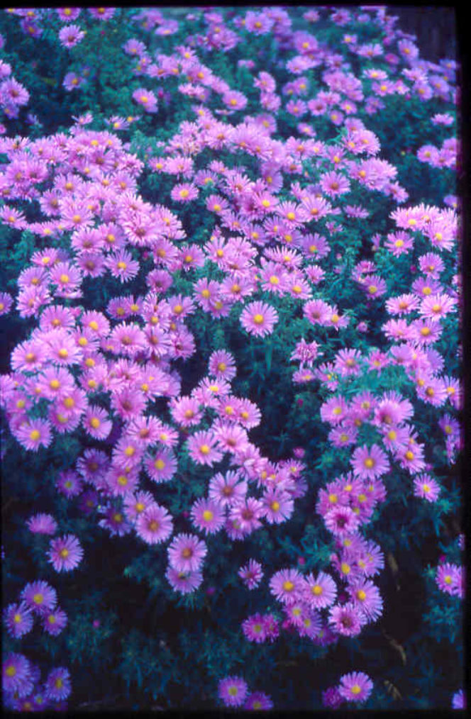 aster-nowobelgijski
