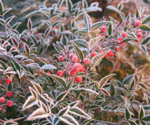 Nandina domowa
