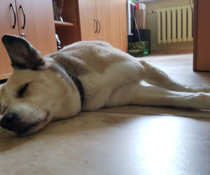 Pies Maks od 12 lat mieszka w szkole!