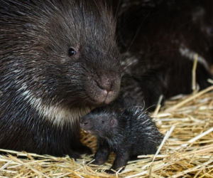 Narodziny jeżozwierzy we wrocławskim zoo