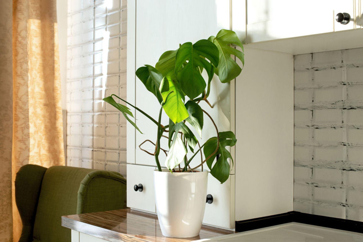 Monstera dziurawa