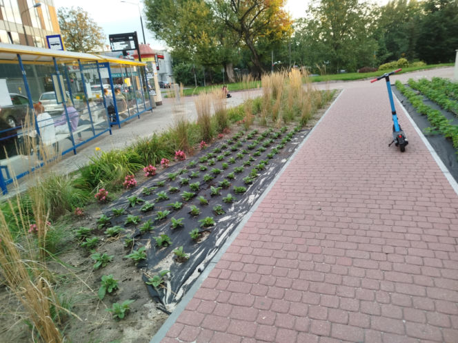 Park kieszonkowy, Siedlce, sala Podlasie