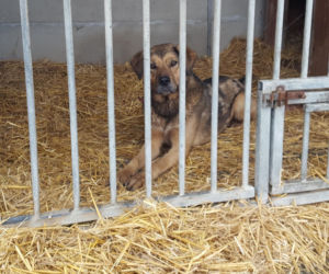 Schronisko w Henrykowie po kontroli. Jak wypadła?