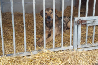 Schronisko w Henrykowie koło Leszna po kontroli. Jak wypadła?