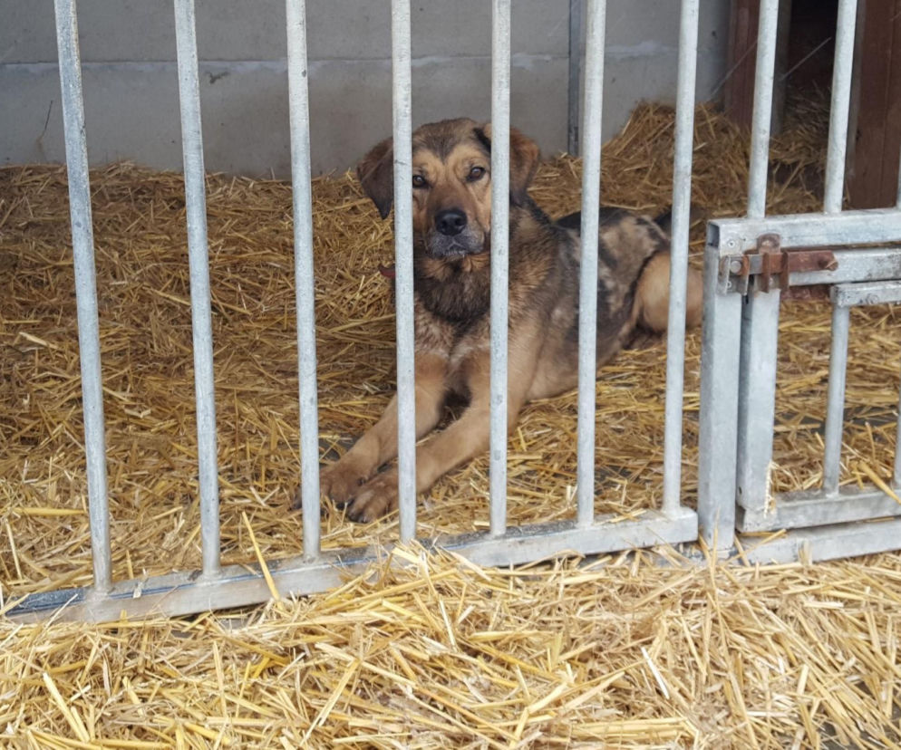 Schronisko w Henrykowie koło Leszna po kontroli. Jak wypadła?