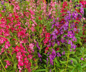 Angelonia