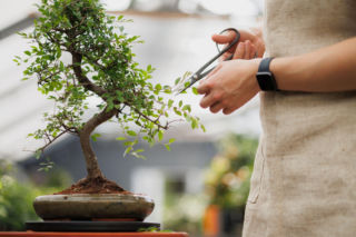 Twoja roślina może tak wyglądać! Sprawdź, jak formować drzewko bonsai, by stało się arcydziełem