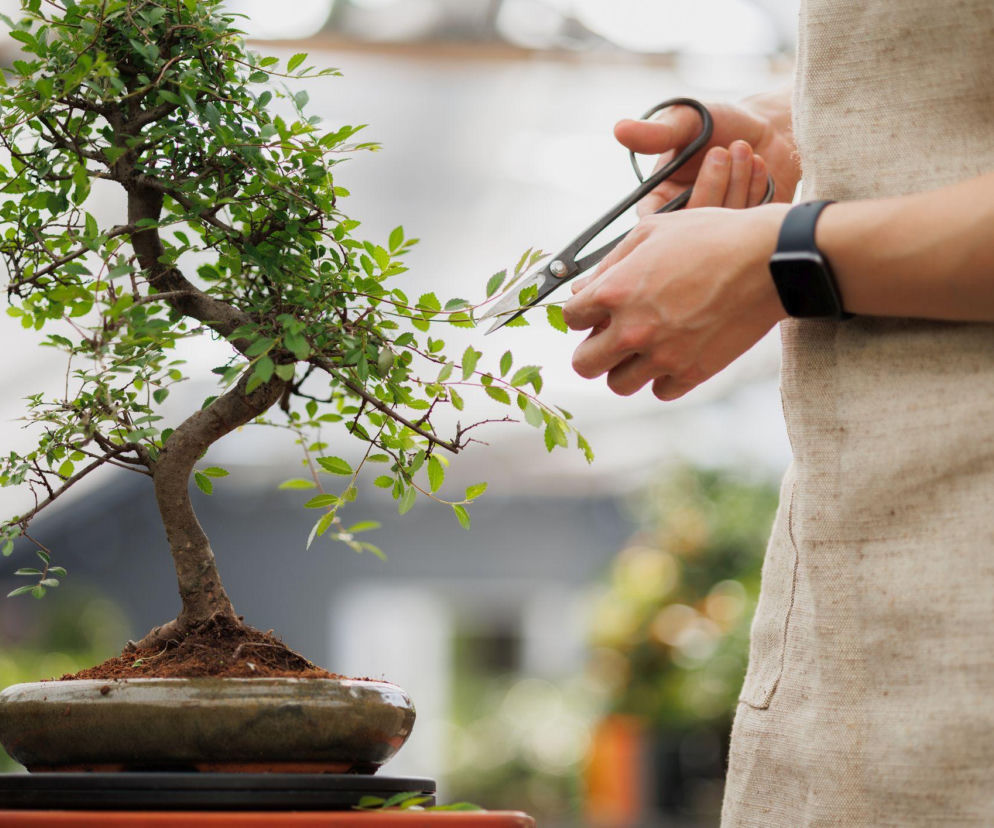 Jak uformować własne drzewko bonsai? Mamy wskazówki!