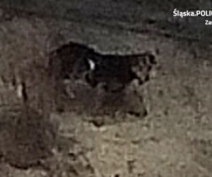 Policja poszukuje właściciela psów. Zagryzły 47 ptaków ozdobnych [ZDJĘCIA]