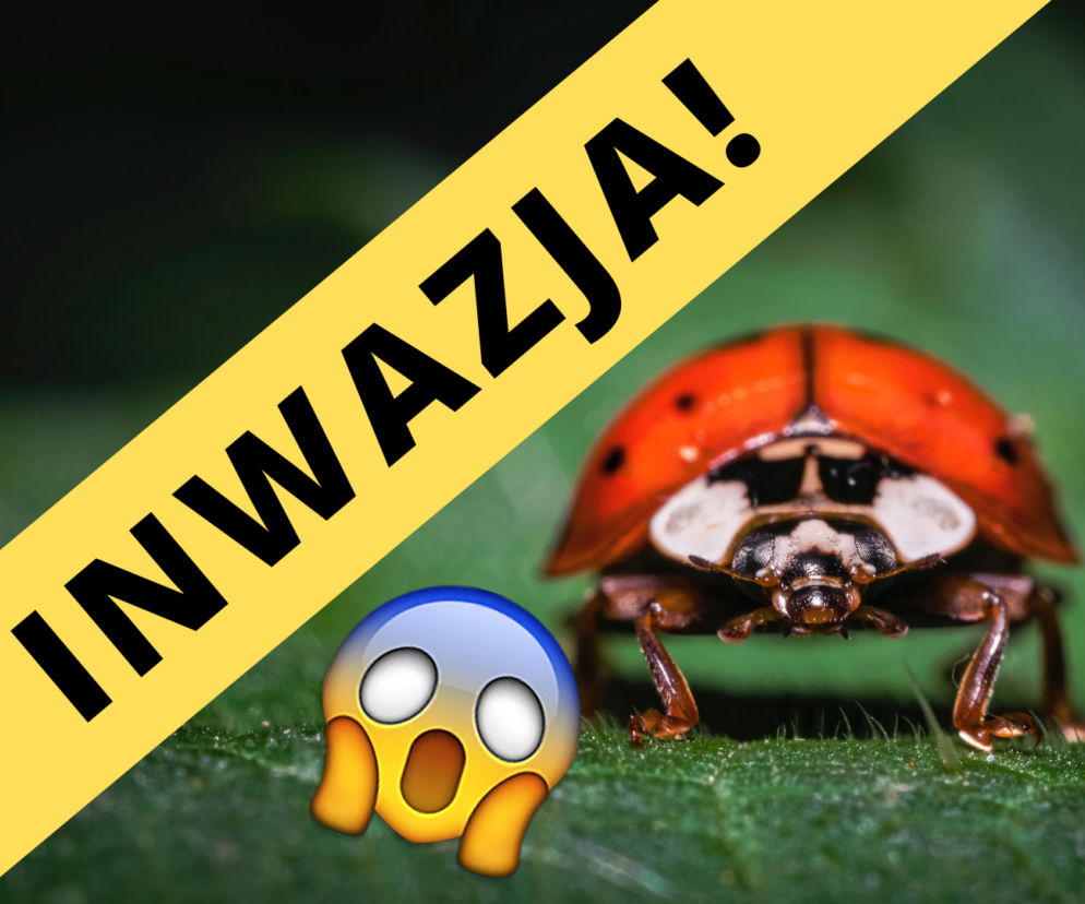 Inwazja biedronek z Azji
