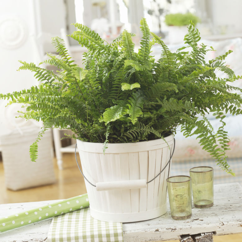 Nephrolepis