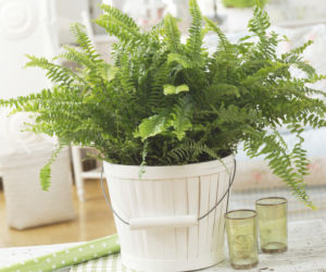 Nephrolepis