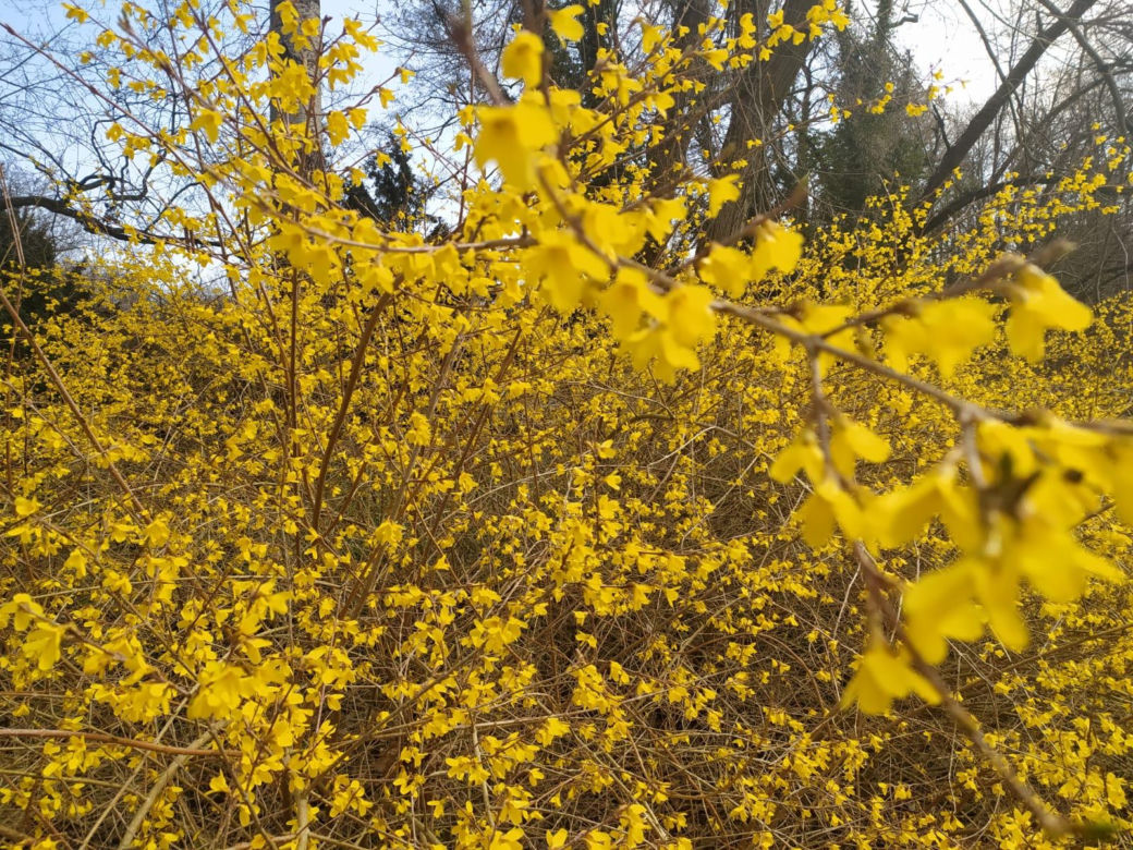 Wiosna w Arboretum Kórnickim
