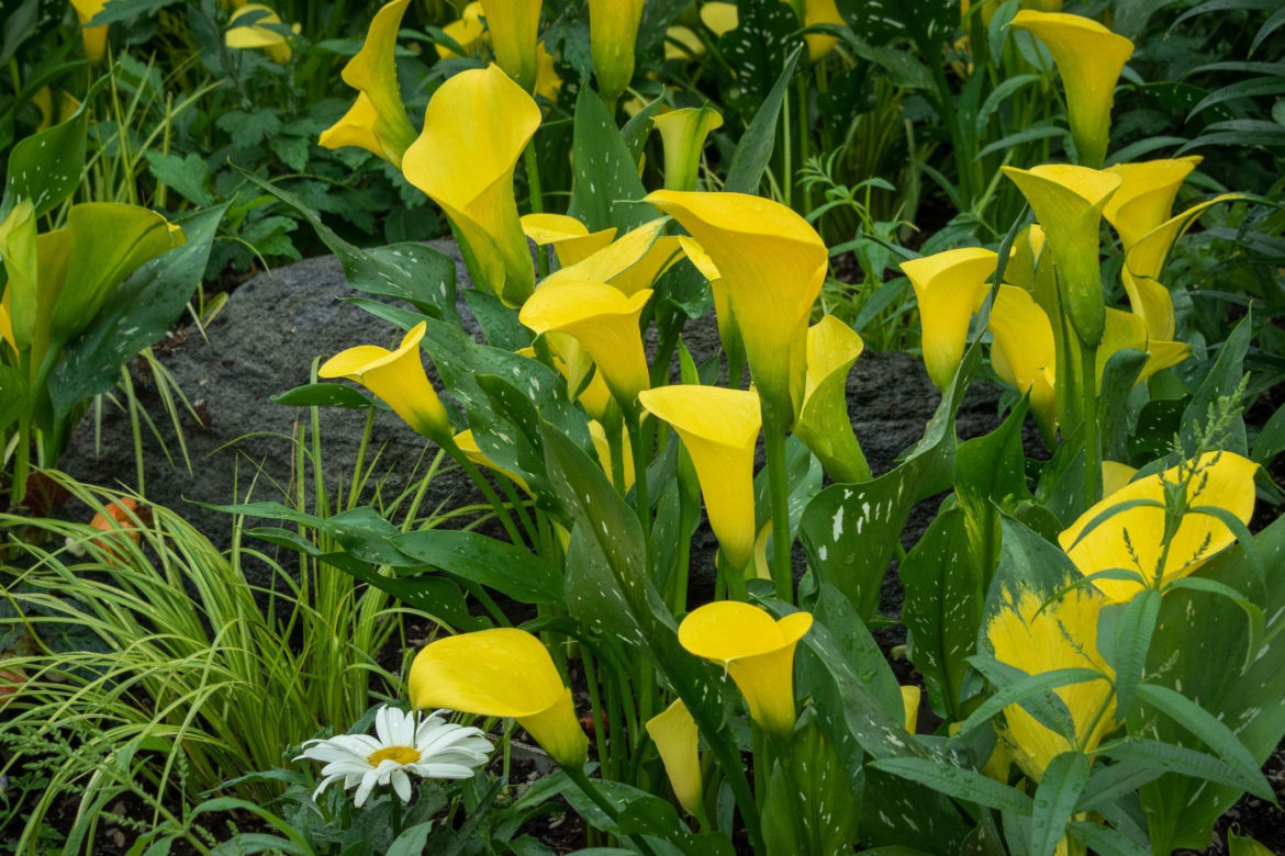 Zantedeschia