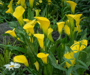 Cantedeskia: przewodnik po uprawie kalii w domu i ogrodzie