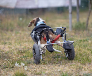 Rowek zbiera na nowy bolid
