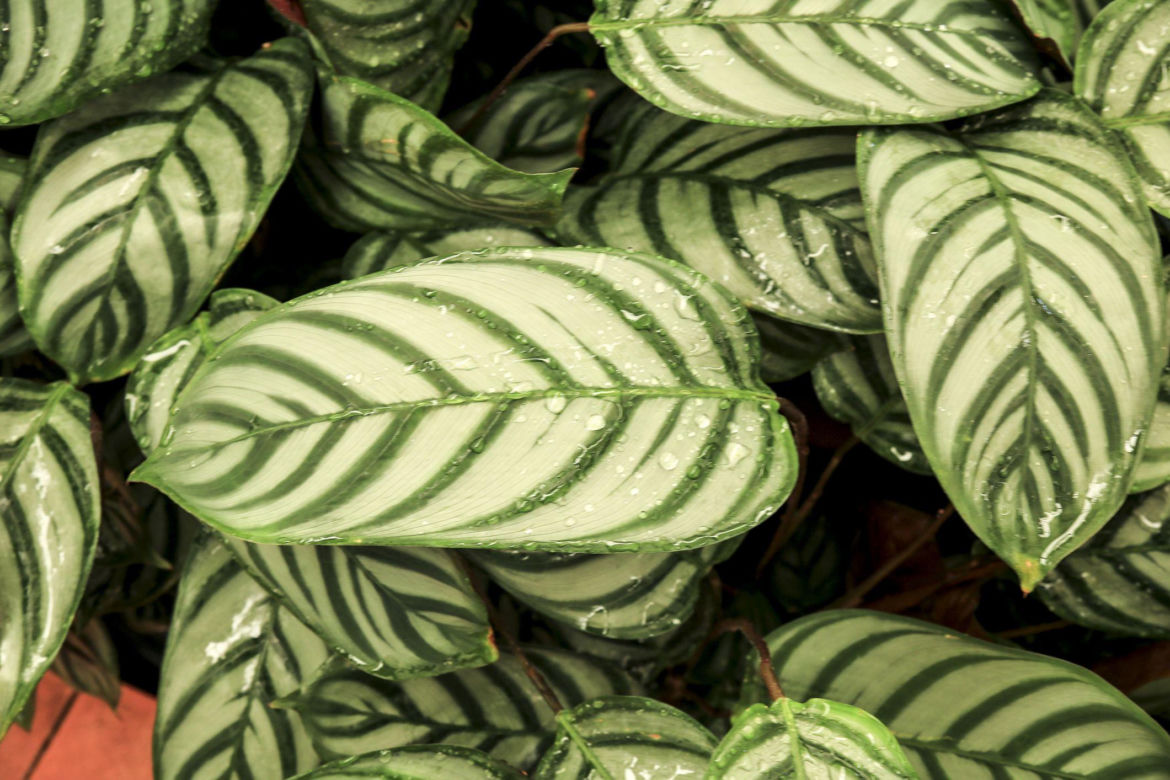 Ctenanthe setosa